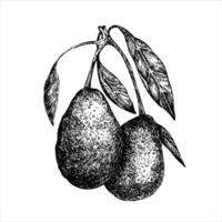 Avocado hass on a branch graphic illustration, hand drawn sketch of vegetable, leaves. Botanical drawing of tropical fruit. Engraving for food packaging design. Plant sketch vector