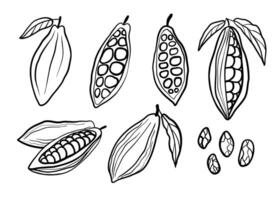 Cocoa beans hand drawn set. Black line illustration collection isolated on white background. vector