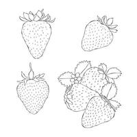 Strawberries outline hand drawn illustration on white backgroung vector