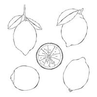 Lemon outline hand drawn illustration on white backgroung vector