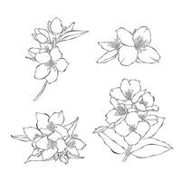 Jasmine outline hand drawn illustration on white backgroung vector