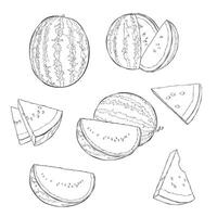 Watermelon outline hand drawn illustration on white backgroung vector