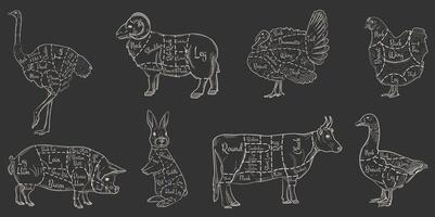 A set of animal cuts for the butcher shop. Beef, cow, goose, pork, ram, ostrich, rabbit, rabbit, turkey, chicken. illustration in white lines on dark background vector