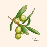 Green twig of olive tree branch with berries isolated on white background. Watercolor hand drawn illustration. vector