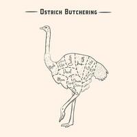 Ostrich. Template Label. Vintage retro print, tag, label with ostrich drawing, engraved old school style. Poster for Butchery meat shop with text, typography, ostrich . Illustration vector