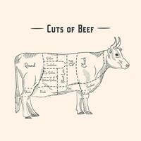 Scheme of Beef cuts for steak and roast. illustration vector