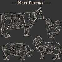 butcher diagram guide for cutting meat vector