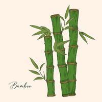 Bamboo branch with leaves illustration. Vertical stems with fresh green foliage on the stem, herbaceous plant in vintage style. vector