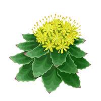 Illustration of Rhodiola rosea,commonly known as golden root, rose root, Aaron's stem, arctic root, king's crown, rhodium lignum, and rose orpine, isolated on white background. vector