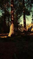 secuoyas gigantes que se elevan sobre el suelo en el parque nacional de secuoyas video