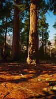 famous Sequoia park and giant sequoia tree at sunset video