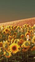 campo de girasoles en la espectacular puesta de sol video