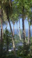 desert island with palm trees on the beach video