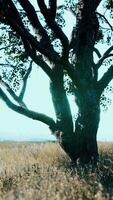 iconic oak tree casts a long shadow into a golden hill video