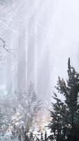 winter foggy beech and spruce forest scene video