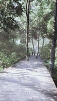 Wooden pathway leading through the dense forest in national park video