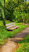 Bench in the summer park with old trees and footpath video