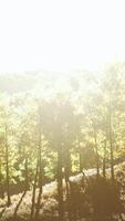 bright sunset in the mountains with yellow forest video