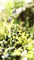 close up of tip of a green broadleaf carpet grass video