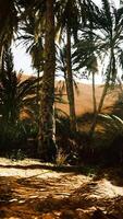 el sendero del oasis de palmeras es una de las muchas caminatas populares en el parque nacional video