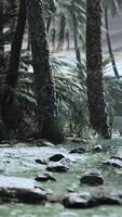 Desert oasis pond with palm trees and plants video