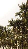 parte inferiore dell'albero di noci di cocco con cielo sereno e sole splendente video