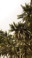 Underside of the coconuts tree with clear sky and shiny sun video