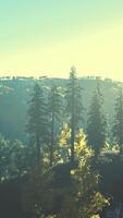 hermosa vista de la puesta de sol en el bosque de cedros frente a la cordillera de sayan video