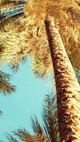 vue sur les palmiers qui passent sous un ciel bleu video