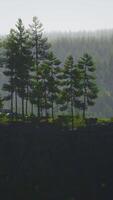 Evergreen fir tree and mountains on a background on a sunset after the rain video