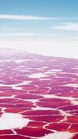 Beautiful view of pink lake on summer day video