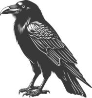 silhouette raven animal full body black color only vector