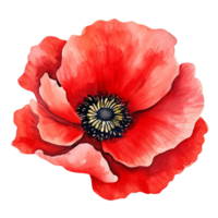 Beautiful poppy flower watercolor isolate transparent background. png