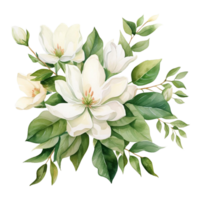 mooi magnolia bloem waterverf isoleren transparant achtergrond. png