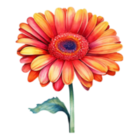 Beautiful gerbera flower watercolor isolate transparent background. png