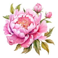 Beautiful flower watercolor isolate transparent background. png