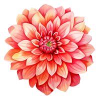 schön Blume Aquarell isolieren transparent Hintergrund. png