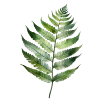 Royal Fern, Tropical Leaf Illustration. Watercolor Style png