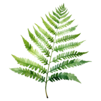 Royal Fern, Tropical Leaf Illustration. Watercolor Style png