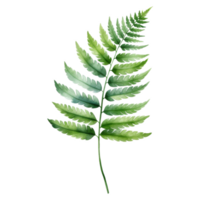 real helecho, tropical hoja ilustración. acuarela estilo png