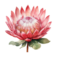 Protea, Tropical Flower Illustration. Watercolor Style png