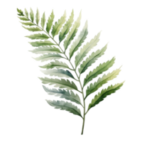 Royal Fern, Tropical Leaf Illustration. Watercolor Style png