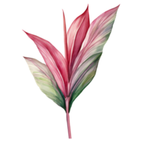 Ti Plant, Tropical Leaf Illustration. Watercolor Style png