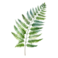 Royal Fern, Tropical Leaf Illustration. Watercolor Style png