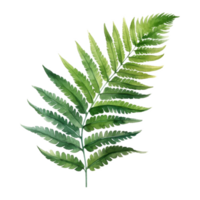 Royal Fern, Tropical Leaf Illustration. Watercolor Style png