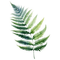 Royal Fern, Tropical Leaf Illustration. Watercolor Style png