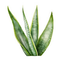 Snake Plant, Tropical Leaf Illustration. Watercolor Style png