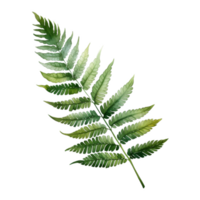 Royal Fern, Tropical Leaf Illustration. Watercolor Style png