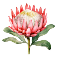 Protea, Tropical Flower Illustration. Watercolor Style png