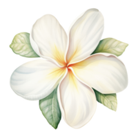 Plumeria, Tropical Flower Illustration. Watercolor Style png